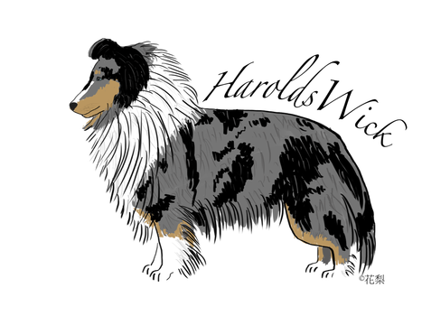 shetland sheepdog breed standard